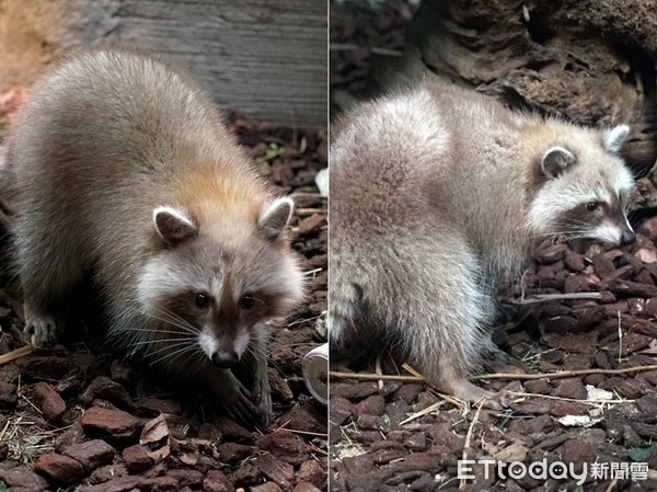 ▲▼咖啡廳受虐浣熊入住台北市立動物園。（圖／台北市立動物園提供）