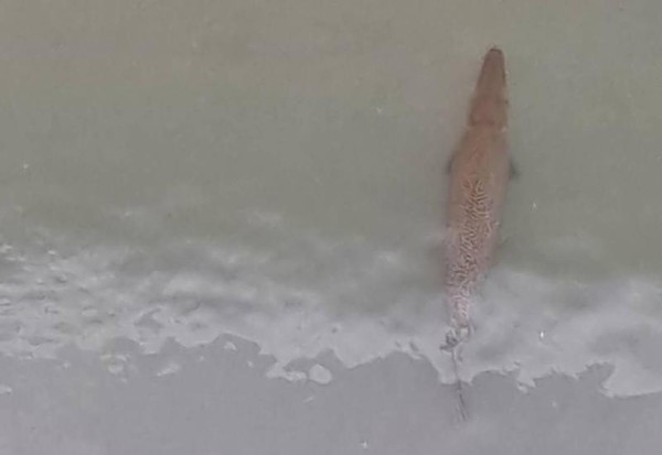 花蓮美崙溪出現怪魚，原來是外來種「鱷魚火箭」的雀鱔屬魚類。（翻攝自花蓮同鄉會臉書）