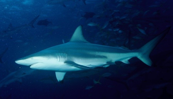 ▲鯊魚,Blacktip shark,黑鰭鯊。（圖／取自免費圖庫pixabay）
