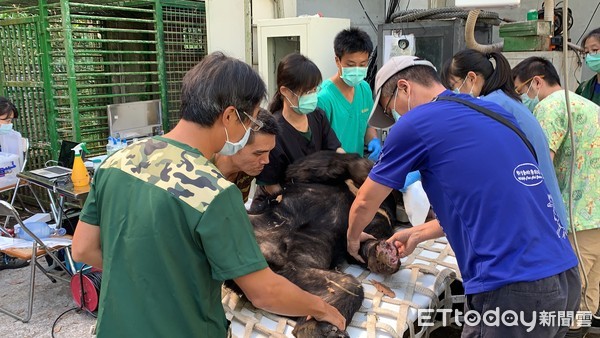 ▲▼斷趾台灣黑熊初次健檢狀況良好！　移置半室外熊舍傷口估3週癒合。（圖／林務局東勢林區管理處提供）