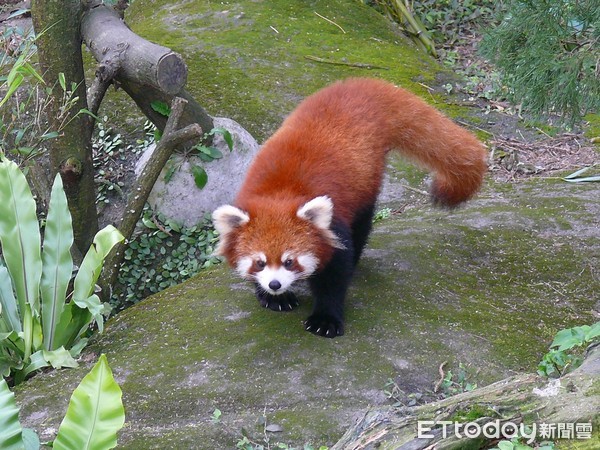 大貓熊、小貓熊。（圖／台北市立動物園提供）