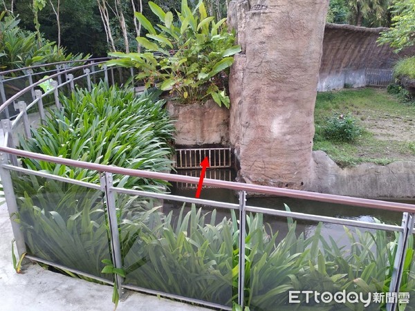 ▲台北市立動物園小食蟻獸落跑。（圖／台北市立動物園提供）