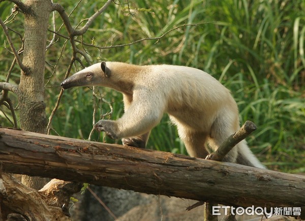 ▲台北市立動物園小食蟻獸落跑。（圖／台北市立動物園提供）