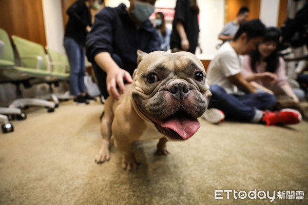 ▲民進黨召集寵物業者、飼主召開「美國惡霸犬：我很醜但我很溫和」記者會。（圖／記者林敬旻攝）