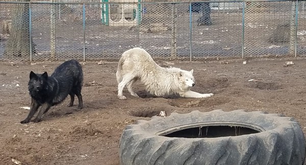 2歲孫女進籠摸狗被「扯斷手臂」　奶奶護航狼犬：絕不安樂死。（圖／翻攝自Facebook／Howling Timbers Animal Sanctuary）