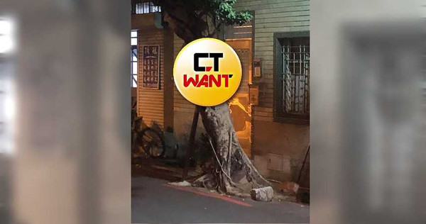 網友走在暗巷感覺被猛盯，抬頭發現路邊的樹幹竟然有個「人臉」瞬間嚇壞。（圖／翻攝自新&middot;路上觀察學院臉書）