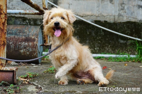 ▲▼流浪梗犬。（圖／台灣之心愛護動物協會提供）