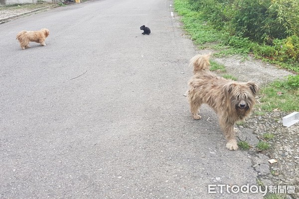 ▲▼流浪梗犬。（圖／台灣之心愛護動物協會提供）