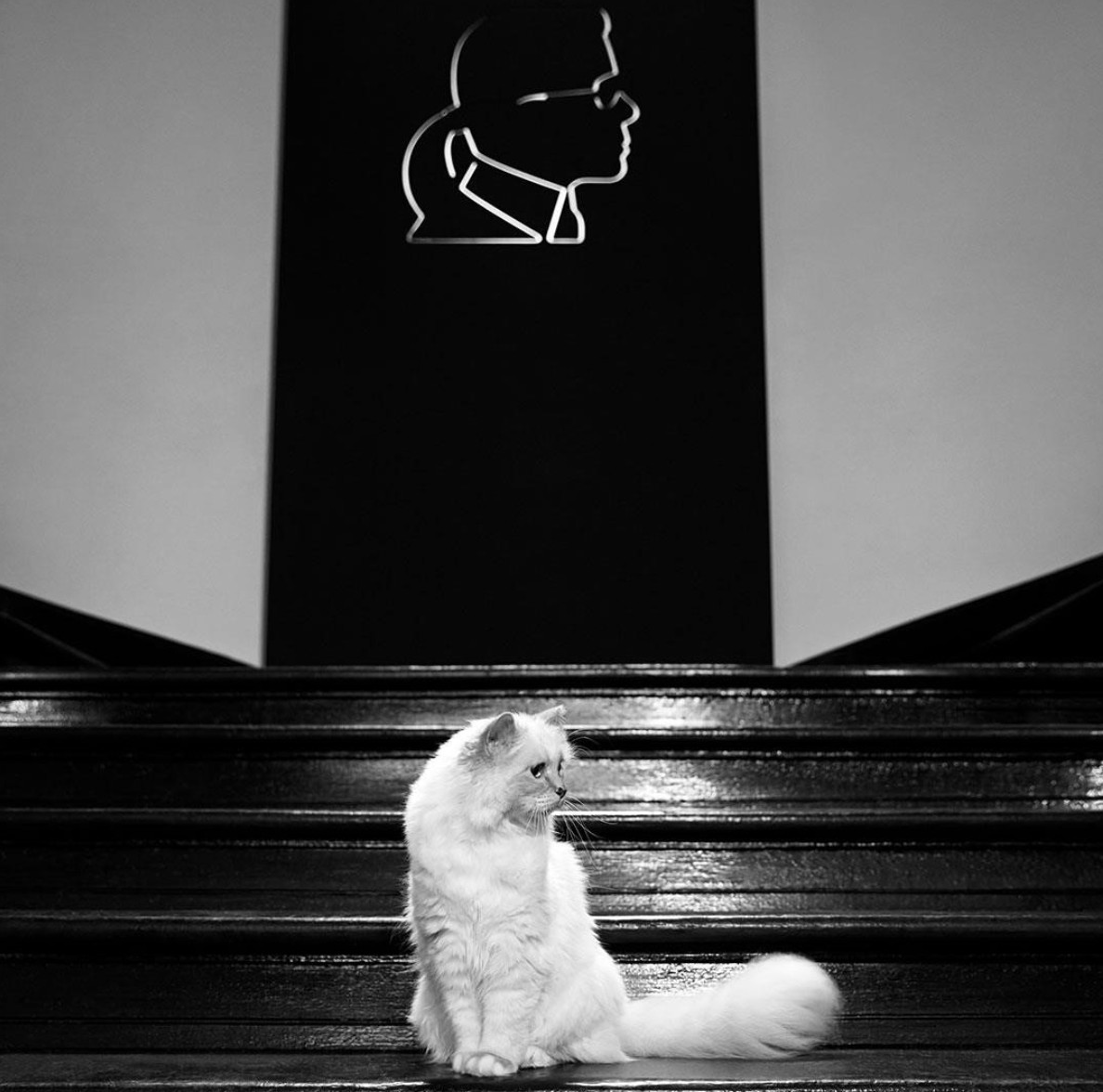 ▲身家62億的老佛爺愛貓Choupette接新工作　為整髮器拍片，走最優雅「貓步」             。（圖／翻攝IG）