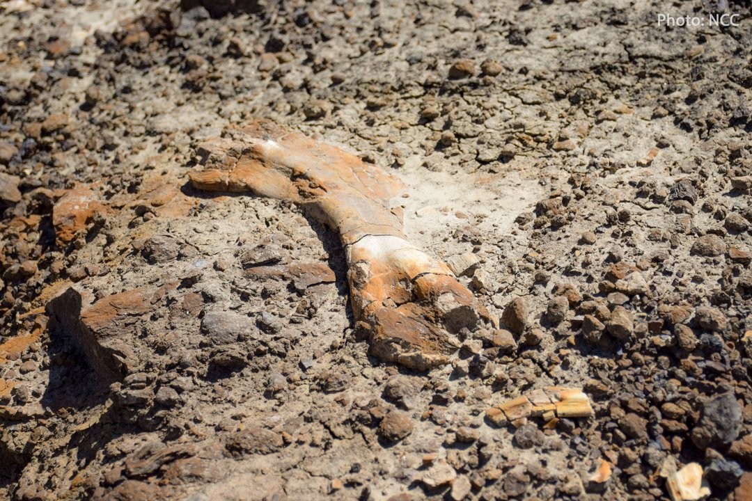 ▲▼ 12歲男童遊惡地，發現6900萬年前恐龍化石 。（圖／翻攝自臉書／Nature Conservancy of Canada）