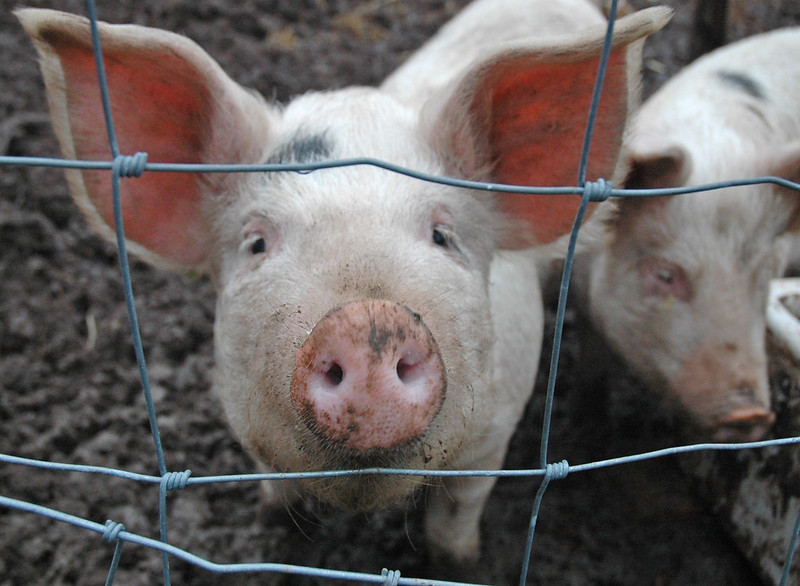 ▲美國研究指出，出現在豬隻身上的冠狀病毒，可能就人類健康構成威脅。（圖／取自免費圖庫Flcikr）
