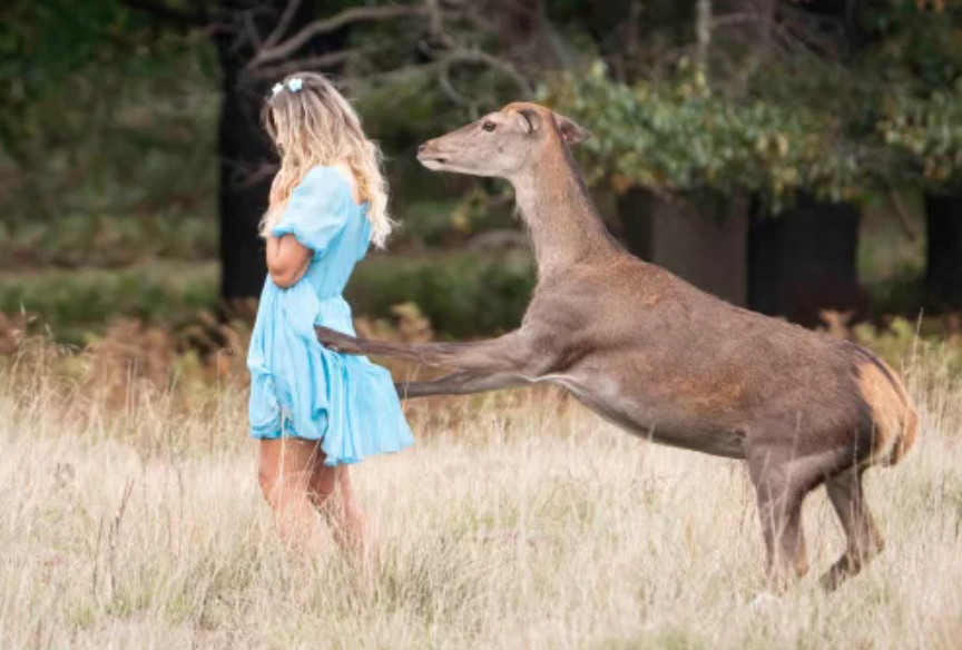 ▲▼  英國「里奇蒙公園」（Richmond Park）一名女子試圖餵鹿，被鹿攻擊。（圖／翻攝自推特）
