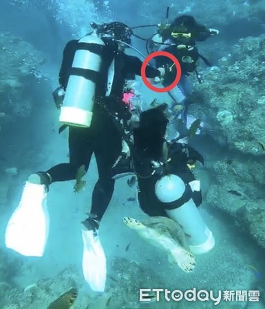 ▲潛水教練帶學員小琉球潛水，與女學員餵食海龜被送辦             。（圖／第5岸巡隊提供）