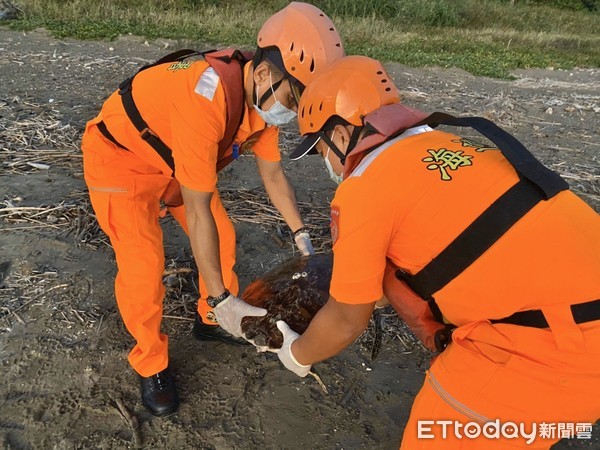 ▲屏東縣車城鄉海口黃金海岸沙灘18日下午發現1隻死亡海龜，海巡人員就地掩埋            。（圖／記者陳崑福翻攝）