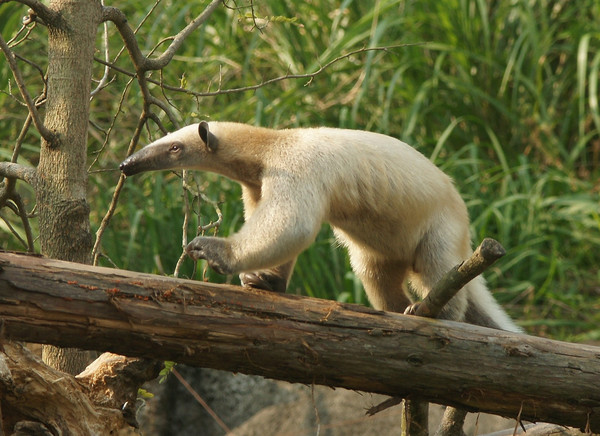 ▲▼解救黏鼠板龜殼花意外被咬！　北市動物園員工急送醫打血清。（圖／臺北市立動物園提供）