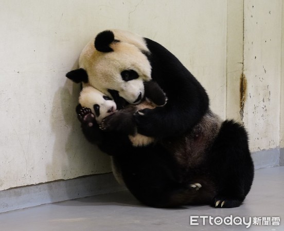 馬來貘寶寶貘豆、貓熊圓寶。（圖／台北市立動物園提供）