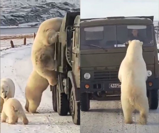 ▲▼俄羅斯10隻北極熊包圍並爬進垃圾卡車找食物。（圖／翻攝自YouTube／Andrey Post）