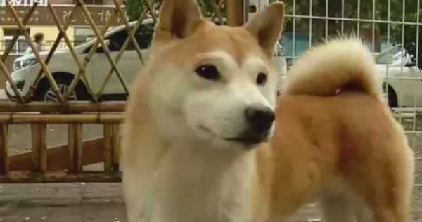 劉男飼養的柴犬日前走失，讓他心急如焚。（圖／翻攝自看看新聞，下同）