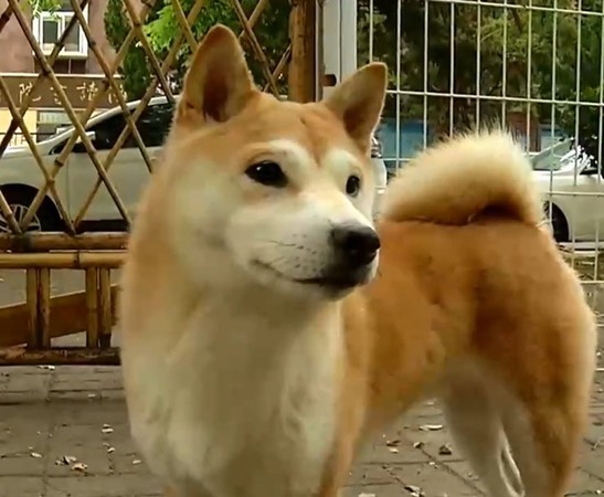 肉塊掃出狗晶片 柴犬咖啡廳祭4萬3找店犬找到已變 一盤紅肉 崩潰 凱特王 鍵盤大檸檬 Ettoday新聞雲