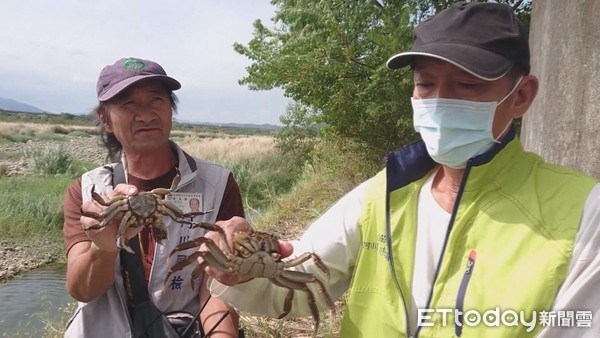 ▲▼警方也在河床邊發現濫捕者私自搭設的帳篷；也在捕撈網內救出2隻大毛蟹，隨後野放回溪流中。（圖／記者黃孟珍翻攝）