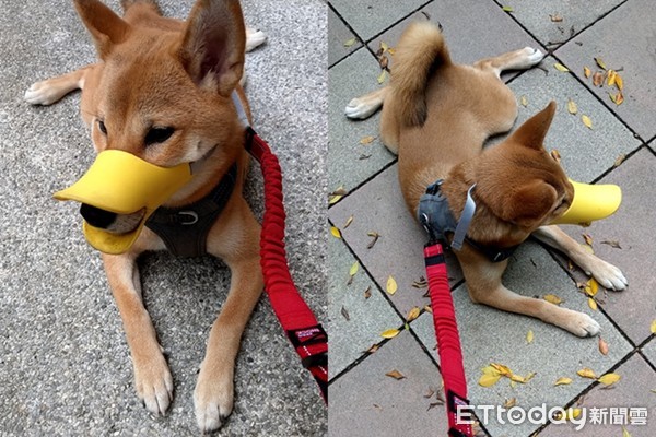 ▲柴柴被套鴨嘴套很美送。（圖／飼主李芸溱提供）