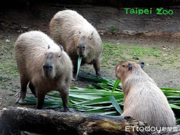 ▲▼水豚君。（圖／台北市立動物園授權提供）