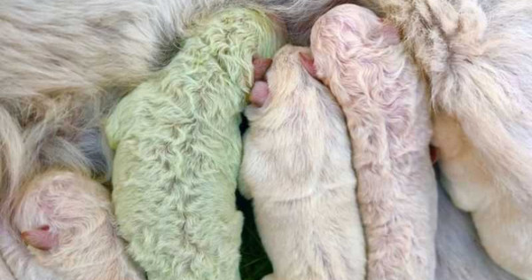 白色牧羊犬產下「淡綠色狗寶寶」嚇壞農夫！罕見現象2原因曝光
