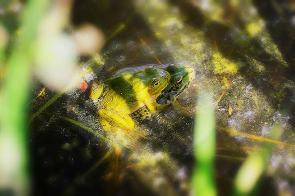 ▲「洛阿水蛙」（Loa water frogs） 。（圖／取自免費圖庫Pixabay）