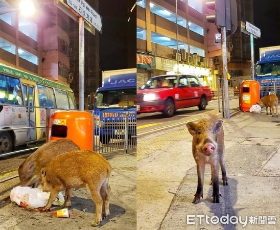 ▲香港街頭驚見「野豬」！低頭翻垃圾　台東網友笑：可以組隊過去。（圖／網友魏瑞廷提供，請勿隨意翻拍，以免侵權。）