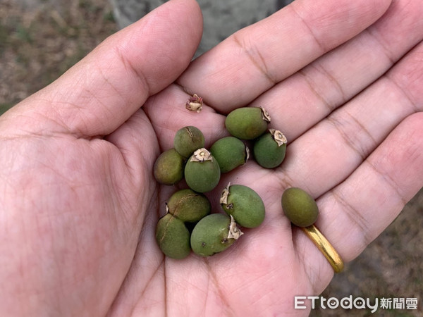 ▲雲林私立淵明國中遭猴群入侵，原因是大王椰子樹開花結果產生的「果實」所吸引而來。（圖／雲林私立淵明國中提供）