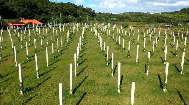 淡水驚見反空降樁？一大片「白色密集長方柱」　陸軍：農業用。（圖／東森新聞）