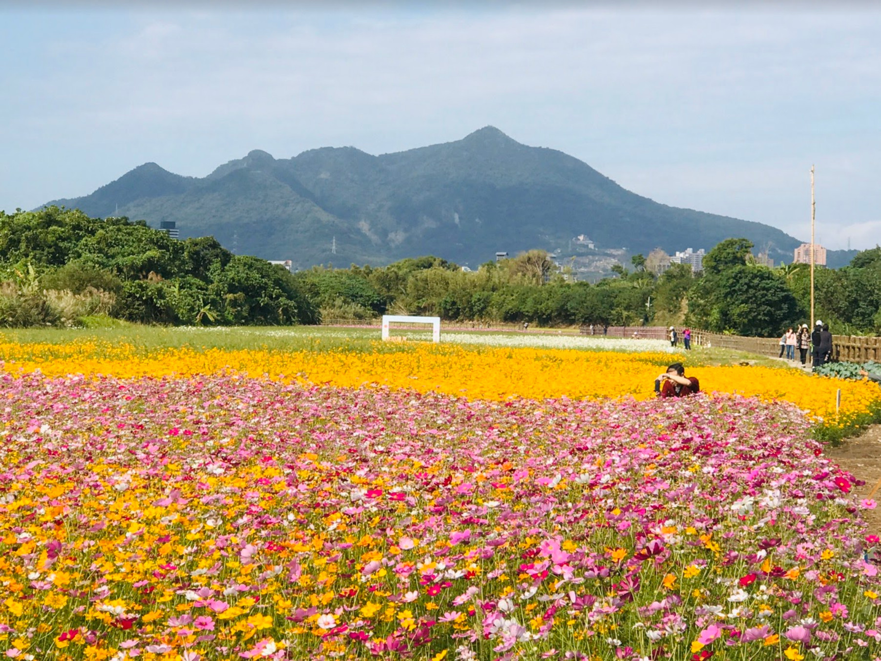 北市 糖果秘境花海 11月降臨大地 105座籃球場大映襯山巒超夢幻 Ettoday旅遊雲 Ettoday新聞雲