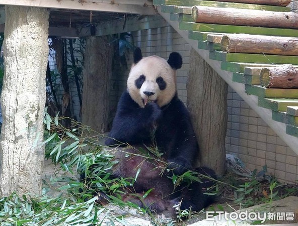 ▲動物園歡迎大小朋友一起來和黑白動物參加Party！。（圖／台北市立動物園提供）