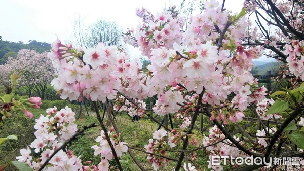 ▲三芝「三生公園」增設遮陽功能 踏青賞花遊客歇息友善空間。（圖／新北市農業局提供）