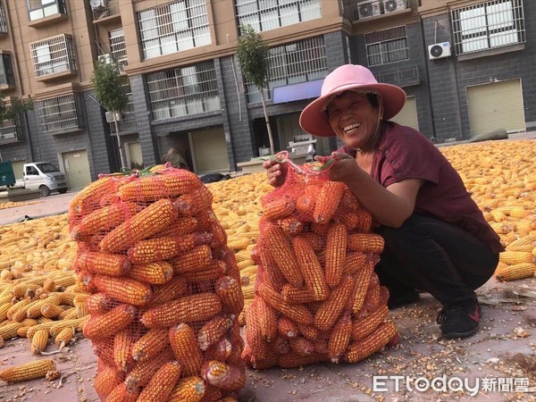 ▲▼河南專題,黃河,玉米,黃河灘區,墓誌銘            。（圖／記者任以芳攝）