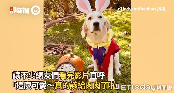 ▲黃金獵犬無奈臉「披白布」　萬聖節揪分身：不給肉就搗蛋。（圖／即新聞／IG粉專「ladyandtheblues」提供）