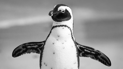 擄企鵝上網賣「2隻33萬」！前飼育員潛動物園偷15鳥盜賣　害死8隻繼續偷