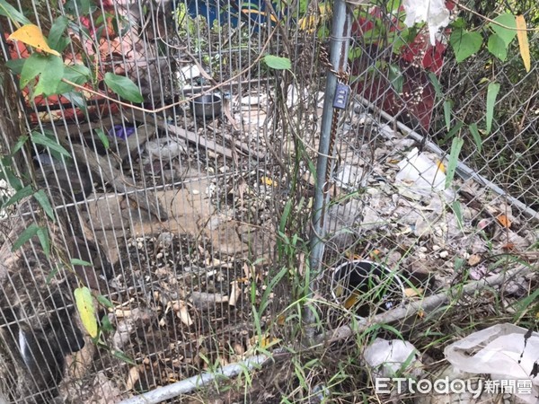 ▲▼  養狗環境髒亂似垃圾堆 飼主遭罰3千           。（圖／記者翁伊森翻攝）