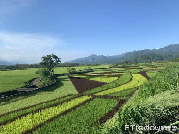 ▲▼花蓮東里驛站彩稻田,東里鐵馬驛站。（圖／記者蔡玟君攝）