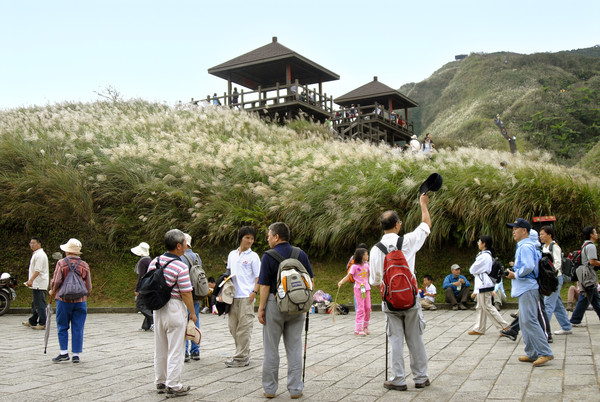 ▲▼美不勝收的2020草嶺古道芒花季11/7登場。（圖／東北角風管處提供，下同）