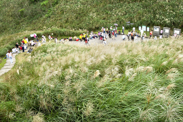 ▲▼美不勝收的2020草嶺古道芒花季11/7登場。（圖／東北角風管處提供，下同）