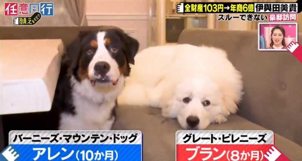 伊與田美貴的2隻寶貝愛犬。