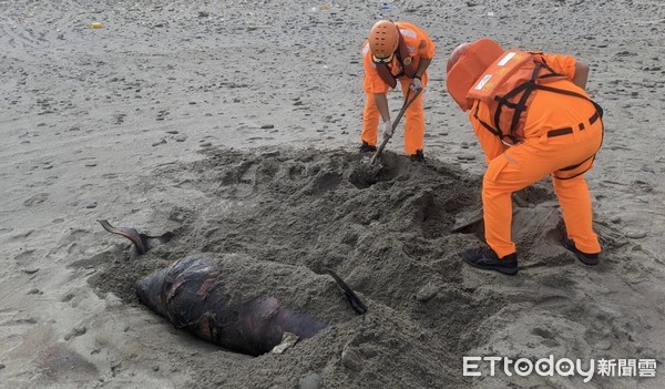 ▲海巡署第6岸巡隊旭海安檢所人員在滿州港仔沙漠發現死亡鯨豚，協助就地掩埋             。（圖／記者陳崑福翻攝）