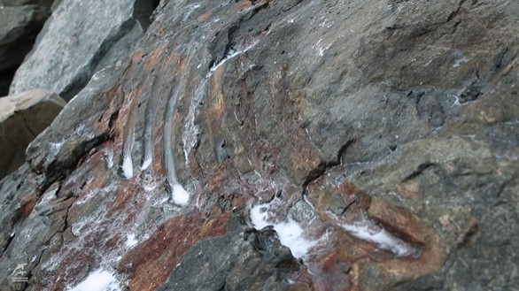 ▲岩石上的魚龍化石痕跡。（圖／instagram／primocean_Aquarium）