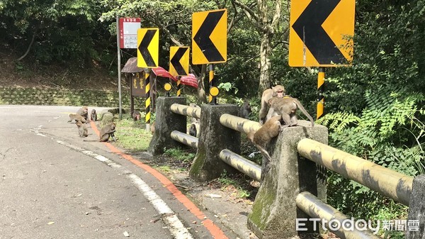 ▲陽金公路常有獼猴出沒！人猴餵食衝突 陽管處祭出4大防治策略。（圖／記者郭世賢翻攝）