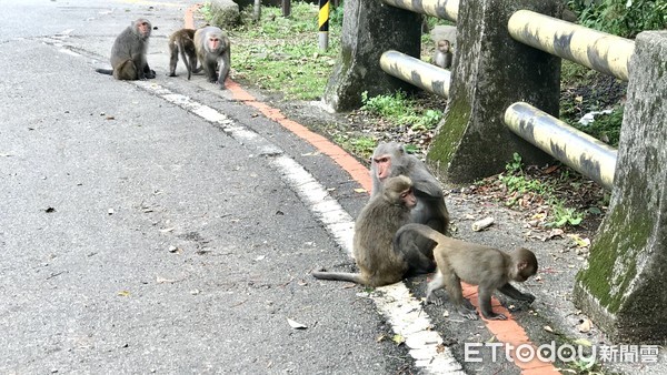 ▲陽金公路常有獼猴出沒！人猴餵食衝突 陽管處祭出4大防治策略。（圖／記者郭世賢翻攝）