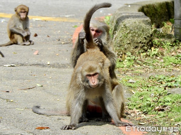 ▲陽金公路常有獼猴出沒！人猴餵食衝突 陽管處祭出4大防治策略。（圖／記者郭世賢翻攝）