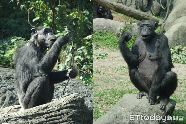 黑猩猩阿美。（圖／台北市立動物園提供）