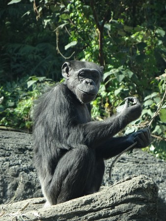 黑猩猩阿美。（圖／台北市立動物園提供）