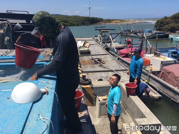 ▲提升沿近海域漁業資源　新豐海岸線放流20萬尾午仔魚苗。（圖／新竹市政府提供）